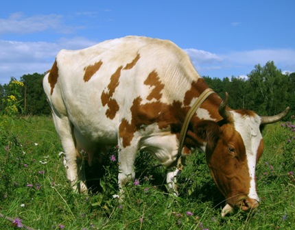 Корова пропала с пастбища в Воткинском районе 