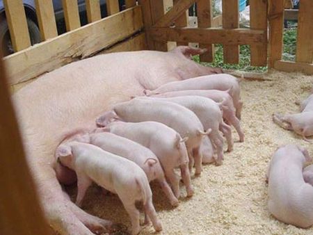 Экспорт мяса грозит упадком свиноводству Удмуртии