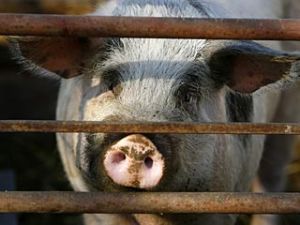 Свинофермы Удмуртии закрываются на карантин из-за африканской чумы