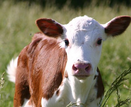 Более 7300 коров привили от бешенства в Можгинском районе