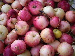 В Ижевск поступило более 40 тонн отравленных азербайджанских яблок