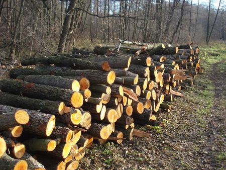 Неизвестные вырубили лес на 385 тысяч рублей в Удмуртии