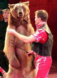 Трагедия в цирке: дрессированный медведь насмерть задрал артиста