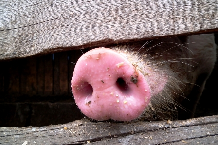 Трупы домашних свиней обнаружили в Сарапульском районе
