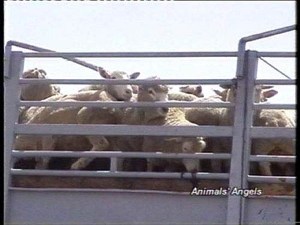 Контрабандное стадо из Дагестана, задержанное в Удмуртии, может быть заразным