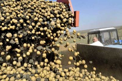 Удмуртское сельхозпредприятие заготовило на посадку 410 тонн некондиционного картофеля