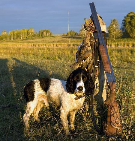Сезон охоты с собаками открыли в Удмуртии