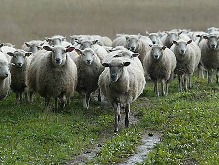 Партию овец из Оренбургской области ветеринары Удмуртии заподозрили в сибирской язве