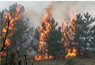 Площадь лесных пожаров в России увеличилась на 20 %