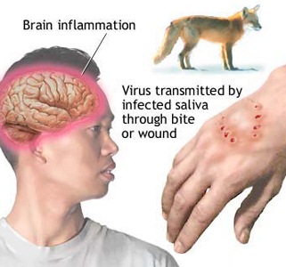 Диких животных в Удмуртии будут вакцинировать от бешенства