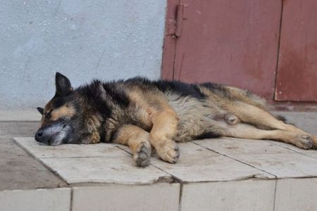 Бешеную собаку застрелили в Красногорском районе