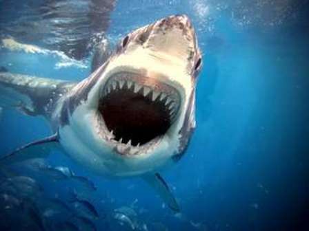 Австралийская школьница напугала акулу своим криком