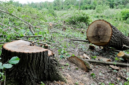 Житель Кизнера задержан за кражу древесины