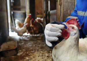 В Удмуртии от птичьего гриппа привито более 500 тысяч кур и гусей