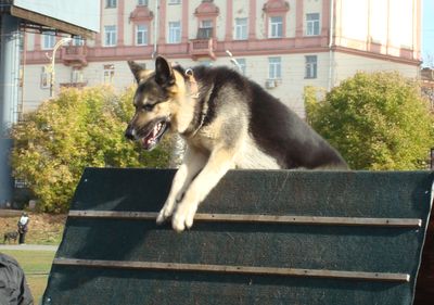 «Подозрительных» собак не пустили на выставку в Ижевске