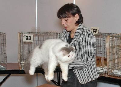 Литовские эксперты оценят породистых ижевских кошек