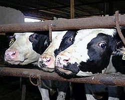 156 коров заживо погребены под завалами крыши молочной фермы в Удмуртии