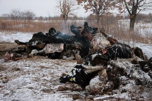 На глазовском предприятии «Чепца» от истощения и антисанитарии гибнут коровы