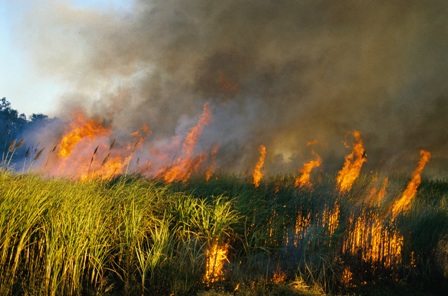 Два природных пожара произошло в Удмуртии за минувшие сутки