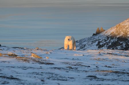 Вакансии для отшельников появилась на самом удаленном острове Северного ледовитого океана