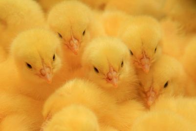 Видеоролик: миллионы живых  цыплят топят на разорившейся курской  птицефабрике