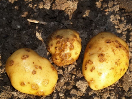 Огородники Удмуртии могут лишится части урожая картофеля