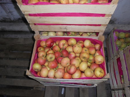 Россельхознадзор Удмуртии обнаружил более 10 тонн зараженных яблок