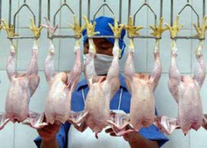24 тысячи птиц в Удмуртии погибли, задохнувшись без воздуха