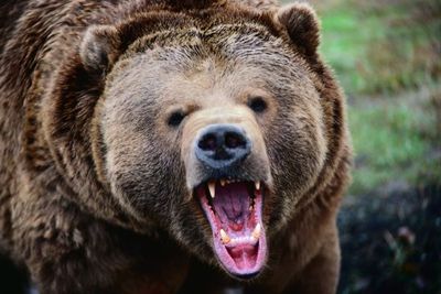 Зараженную трихинеллами медвежатину обнаружили в Удмуртии