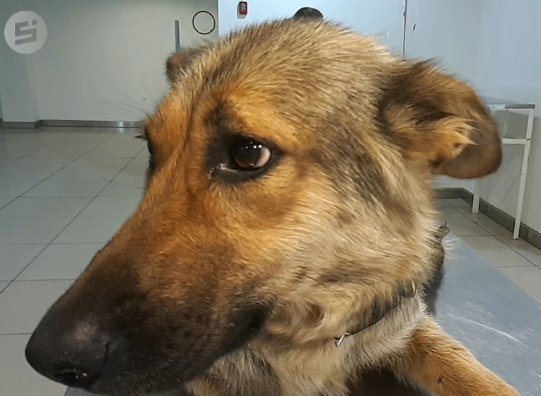 В Ижевске врачи и волонтеры спасают расстрелянную зверями собаку