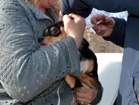 Почти 600 собак и кошек привили от бешенства в Воткинске за 4 дня