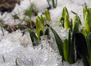 Прогноз: весна в Удмуртии начнется за пять дней до конца марта