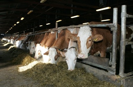Животноводческие помещения Можгинского района готовят для зимовки коров