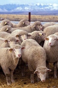У контрабандного стада из Дагестана ветеринары Удмуртии обнаружили бруцеллез