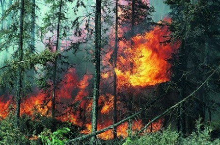 Пять природных пожаров потушили в Удмуртии за минувшие выходные 