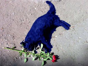 Кошки посинели от неизвестной пыли в Воткинске