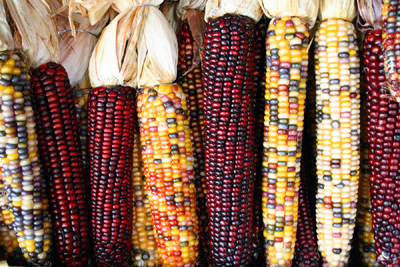 В Удмуртию завезли 42 вагона опасной для человека кукурузы