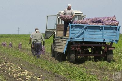 В Сарапульском районе обнаружено 1200 гектаров «бородатой» картошки