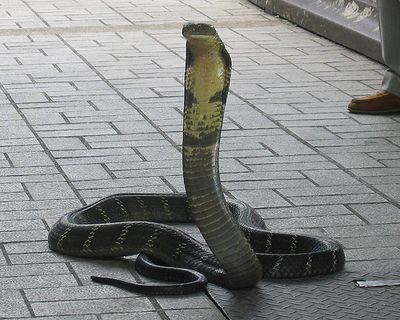 Из нью-йоркского зоопарка  пропала смертельно опасная кобра