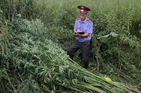 Житель Удмуртии вырастил 900 кустов конопли на своем огороде