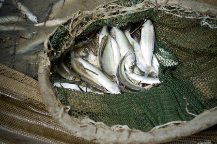 Житель Удмуртии  задержан за незаконный лов рыбы