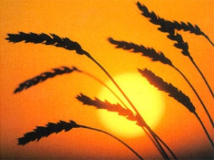«День поля» в Вавоже:  Удмуртия подсчитывает убытки от засухи