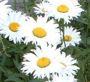 «Белый цветок жизни» раскроется в Ижевске