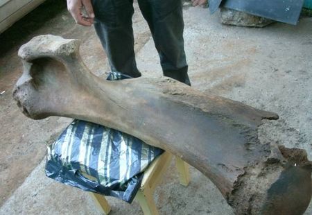 Гигантскую кость мамонта на своем огороде нашли пенсионер и его внук в Удмуртии