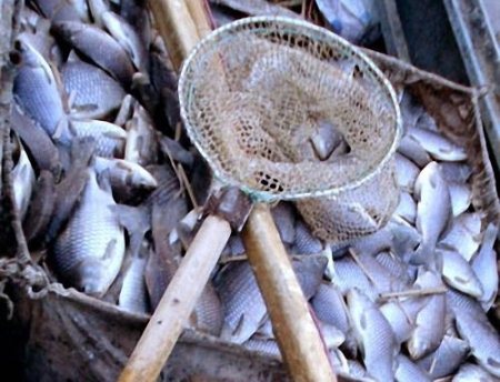 Около 1 тысячи рыб поймали браконьеры в Сарапуле 