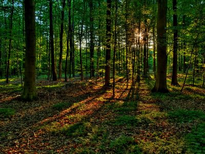 Более 200 лесных участков Удмуртии подверглись инвентаризации