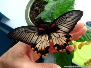В ижевском музее поселились редкие  тропические  бабочки
