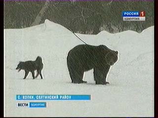 Лучших лаек со всей России привезли на встречу с удмуртским медведем
