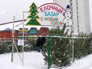 В Ижевске открывается 20 точек по продаже новогодних елей