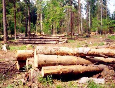 Житель Удмуртии заплатит почти 5 млн рублей за вырубку леса